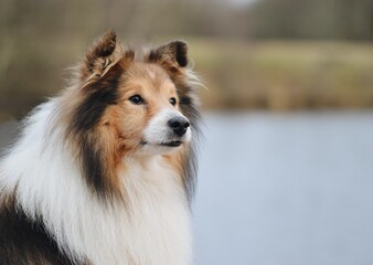Portrait of a Shelite Shetland Sheepdog dog