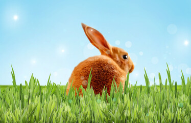 Adorable Easter bunny on green grass outdoors