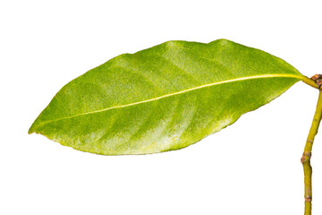 Fototapeta na wymiar Green Bay leaf on a white background isolate, spices ingredients the background, the young leaves of the Laurel tree