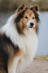 Fototapeta na wymiar Portrait of a Shelite Shetland Sheepdog dog