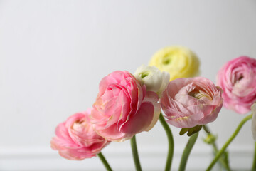 Beautiful ranunculus flowers on light background, closeup. Space for text
