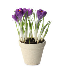 Beautiful potted crocus flowers isolated on white