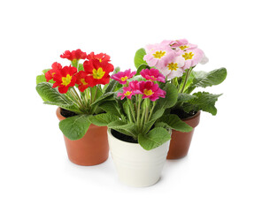 Beautiful potted primula flowers on white background