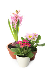 Fototapeta na wymiar Different beautiful potted flowers on white background