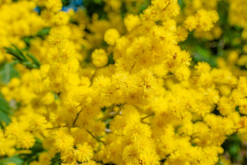 Mimosa trees blooming in springtime in the south of France