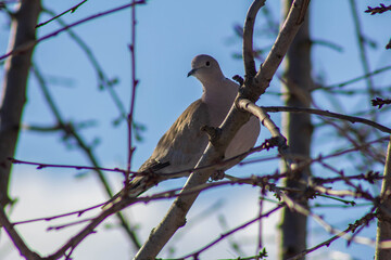 a bird sitting on a branch 