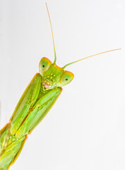 green praying mantis