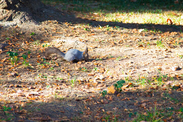 Grey squirrel, Sciurus carolinensis on the ground near a tree. Small fluffy forest rodent among the cones