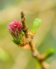 Small pink flower of a European Larch tree