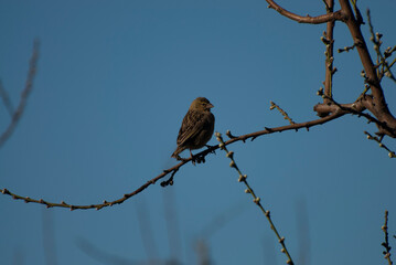 Signs of spring a bird and early flower buds