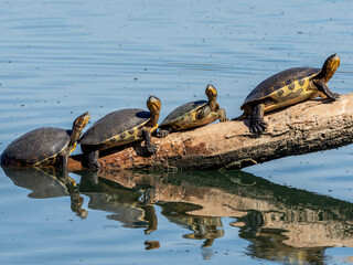 Red-eared sliders (Trachemys scripta elegans), turtles basking in the sun, San Jose del Cabo, Baja California Sur