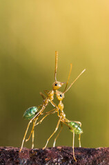 Green Ants
