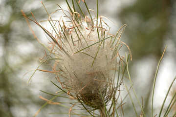 

Caterpillar nest of the species T. pityocampa