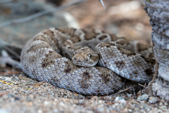 Brown morph of the Santa Catalina rattlesnake (Crotalus catalinensis), endemic to Isla Santa Catalina, Baja California Sur
