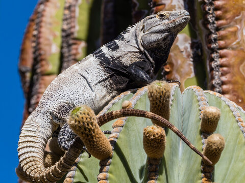 Adult male San Esteban spiny-tailed iguana (Ctenosaura conspicuosa), endemic to Isla San Esteban, Baja California