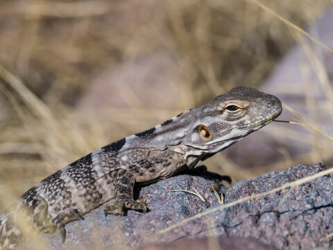 Adult female San Esteban spiny-tailed iguana (Ctenosaura conspicuosa), endemic to Isla San Esteban, Baja California