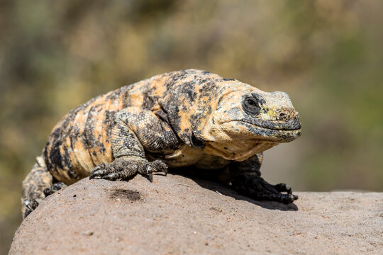 Adult San Esteban pinto chuckwalla (Sauromalus varius), endemic to Isla San Esteban, Baja California