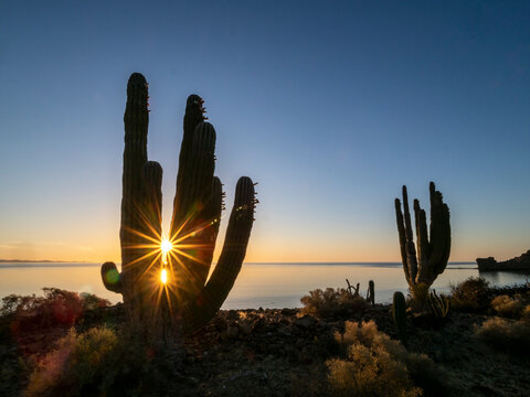 Sunrise on Mexican giant cardon (Pachycereus pringlei), Isla San Esteban, Baja California