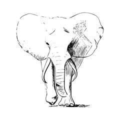 Elephant sketch.Figure walking wild animal made by pencil and pen. Realistic style of drawing. Traced image.Isolated on white.Vector