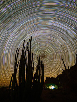Organ pipe cactus (Stenocereus thurberi) at night, Organ Pipe Cactus National Monument, Sonoran Desert