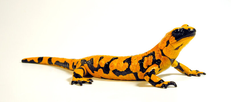 Feuersalamander (Salamandra salamandra) mit hohem Gelbanteil // high yellow Fire salamander