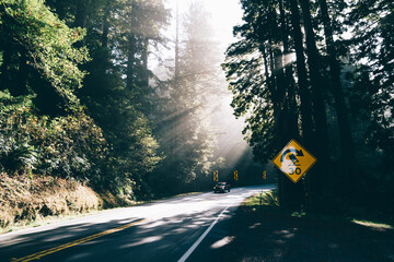 Car driving out of thick forest
