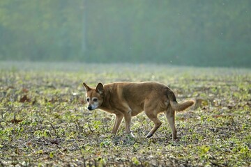 dog in the grass, photo picture digital image