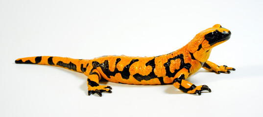  high yellow Fire salamander // Feuersalamander (Salamandra salamandra) mit hohem Gelbanteil