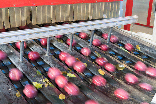 Blurred motion of apples flowing on conveyor belt after the washing process, Valtellina, Sondrio province, Lombardy