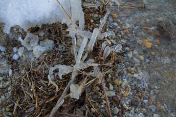 Reeds covered in ice and frost