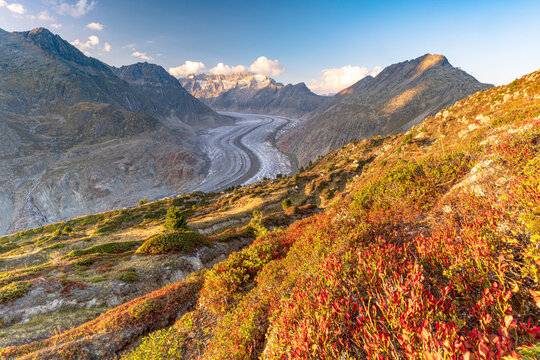 Flowering plants on mountain ridge above Aletsch Glacier, Hohfluh Riederalp, Valais Canton