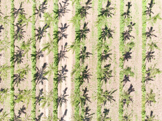 Italy, Mantua, poplar tree plantation, poplar trees are used to produce pulp for paper making