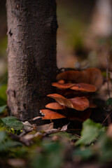 Enokitake or Winter Mushroom (Flammulina velutipes) growing on an old tree stump