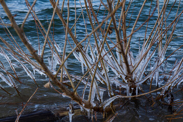 Reeds covered in ice 