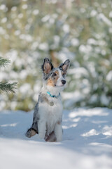 Border collie puppy in winter forest. Snowing landscape