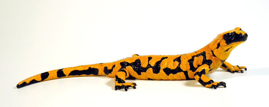  high yellow Fire salamander // Feuersalamander (Salamandra salamandra) mit hohem Gelbanteil