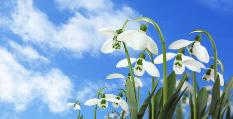 Obraz premium Beautiful tender spring snowdrops outdoors against blue sky, space for text. Banner design