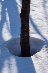 鳥海高原のブナの木の根開き