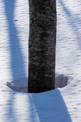 鳥海高原のブナの木の根開き