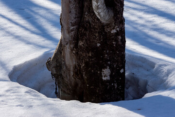 鳥海高原のブナの木の根開き