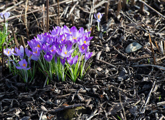 Cluster of purple Crocus flowers Crocus sativus