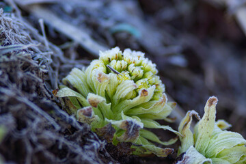 フキノトウに霜が降りた