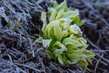 フキノトウに霜が降りた