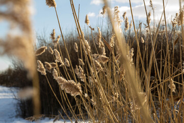 Fototapeta premium reeds in the wind