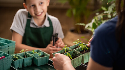 Close-up of an unrecognizable woman and child planting tomato seedlings together at home. Mom and son take care of tomato seedlings. Transplanting seedlings