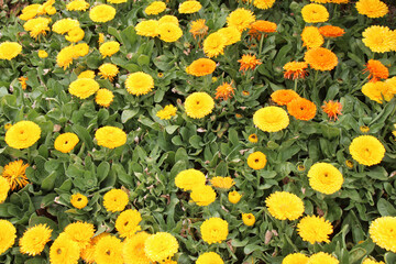 blooming flowers in a garden in thailand 