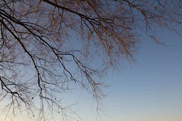 Fototapeta na wymiar branches against the blue sky