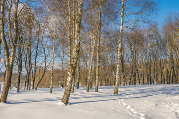 Sunny day in the frosty forest in the winter season. Landscape with forest and perfect sunlight with snow and clean sky. Beatuful contrast of snow shapes and shadows