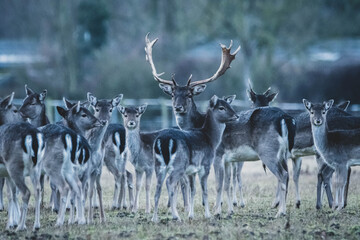 Damwild auf Feld