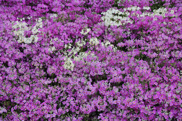 blooming flowers in a garden in thailand 